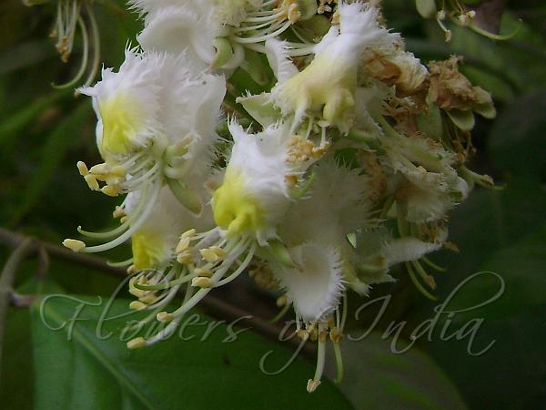 Madhavi Lata